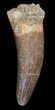 Fossil Plesiosaur Tooth - Morocco #39867-1